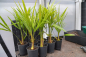 Preview: Hanfpalme Trachycarpus Fortunei winterhart bis 17-18 Grad 10 Stück im Bandel.