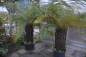 Preview: Baumfarn Dicksonia antarctica winterhart aus Tasmanien