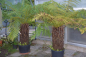 Preview: Dicksonia antarctica, winterhart Baumfarn aus Tasmanien.