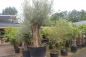 Mobile Preview: Echter Olivenbaum  Hojiblanca- winterhart- knorrig mit schönem Stamm.