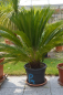 Preview: Cycas revluta Palmfarn