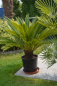 Preview: Cycas revluta Palmfarn