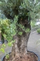 Mobile Preview: Echter Olivenbaum  Hojiblanca- winterhart- knorrig mit schönem Stamm.