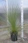 Preview: Grasbaum-Dasylirion longissimum Grasbaum frosthart
