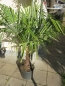 Mobile Preview: Trachycarpus fortunei- Hanfpalme