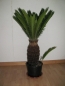 Preview: Cycas revoluta Palm- Baum- Farn.