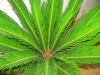 Preview: Cycas revoluta Palm- Baum- Farn.
