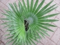 Preview: Trachycarpus prinzeps, die Echte weiße Schönheit.