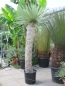 Mobile Preview: Yucca rostrata