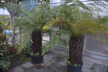 Dicksonia antarctica, winterhart Baumfarn aus Tasmanien.