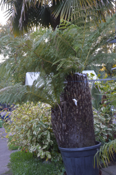 Winterharter Baumfarn Dicksonia antarctica, aus Tasmanien.