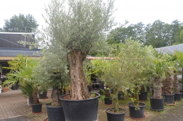 Echter Olivenbaum  Hojiblanca- winterhart- knorrig mit schönem Stamm.