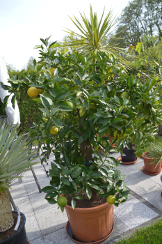 Orangenbaum Citrus sinensis. Orangenbaum Citrus sinensis