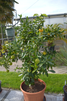 Orangenbaum Citrus sinensis. Orangenbaum Citrus sinensis
