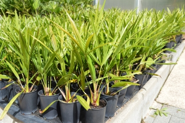 Preview: Hanfpalme Trachycarpus Fortunei winterhart bis 17-18 Grad 10 Stück im Bandel.