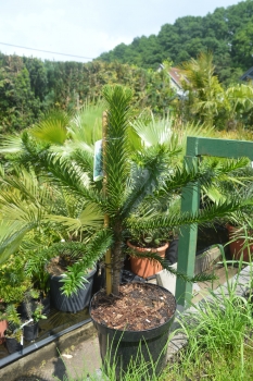 Araucaria araucana Schmucktanne-Affenbaum