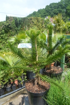 Araucaria araucana Schmucktanne-Affenbaum