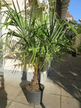 Trachycarpus fortunei- Hanfpalme