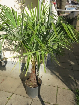 Trachycarpus fortunei- Hanfpalme