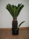 Cycas revoluta Palm- Baum- Farn.