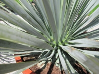 Yucca rostrata winterhart bis 19 Grad-.