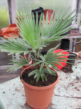 Trachycarpus prinzeps, die Echte weiße Schönheit.