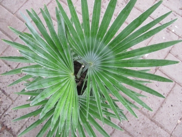 Trachycarpus prinzeps, die Echte weiße Schönheit.