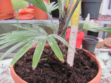 Trachycarpus prinzeps, die Echte weiße Schönheit.