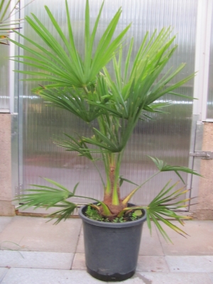Trachycarpus fortunei- Hanfpalme
