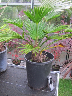 Trachycarpus wagnerianus - Hanfpalme