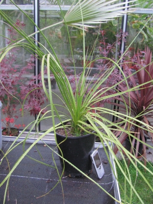 Dasylirion serratifolium