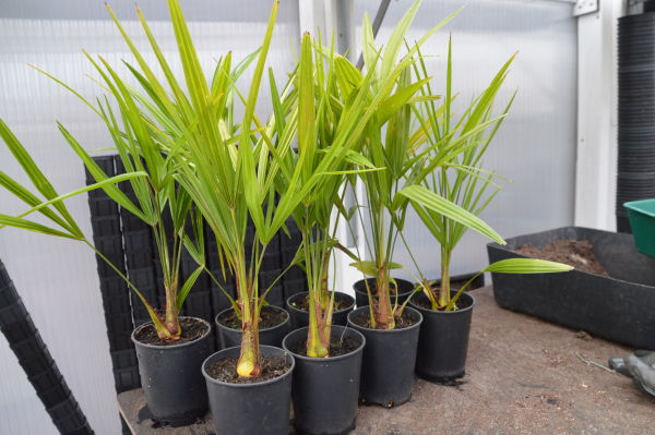 Hanfpalme Trachycarpus Fortunei winterhart bis 17-18 Grad 10 Stück im Bandel.