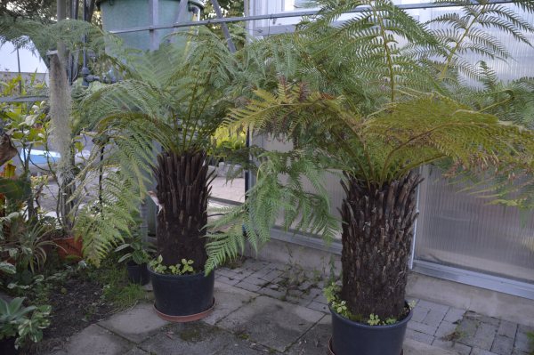Baumfarn Dicksonia antarctica winterhart aus Tasmanien