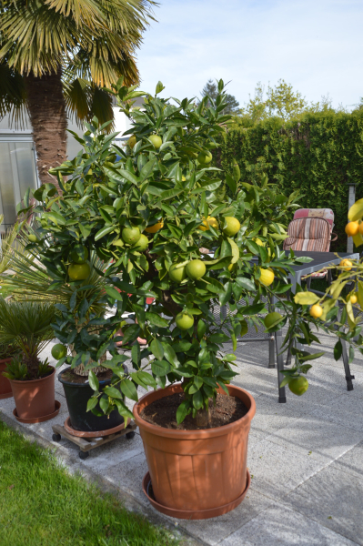 Orangenbaum Citrus sinensis. Orangenbaum Citrus sinensis