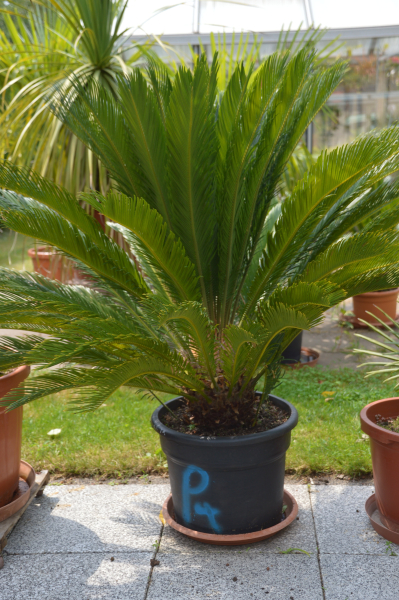 Cycas revluta Palmfarn