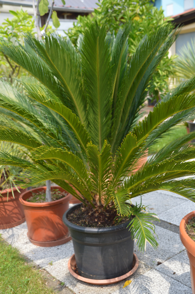 Cycas revoluta Palm- Baum- Farn.