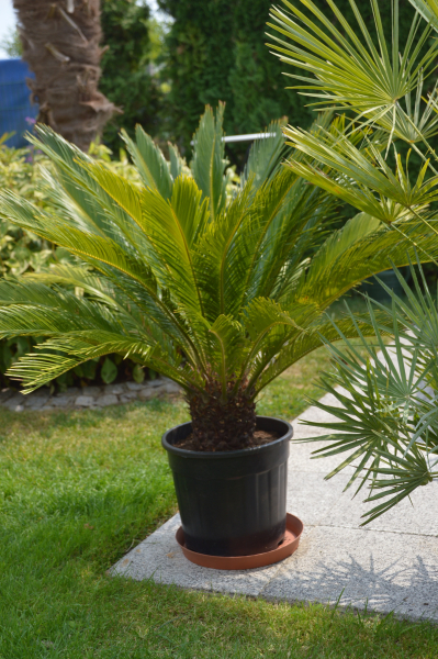 Cycas revluta Palmfarn