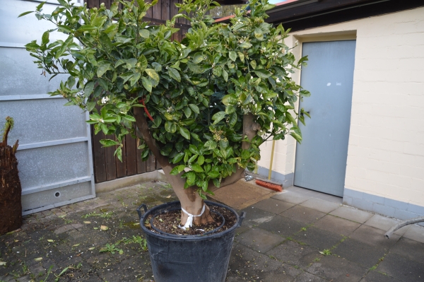 Orangenbaum Citrus sinensis. Orangenbaum Citrus sinensis