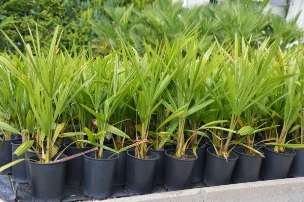 Hanfpalme Trachycarpus Fortunei winterhart bis 17-18 Grad 10 Stück im Bandel.