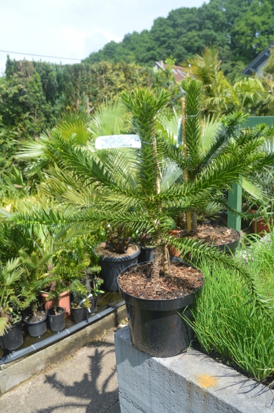 Araucaria araucana Schmucktanne-Affenbaum