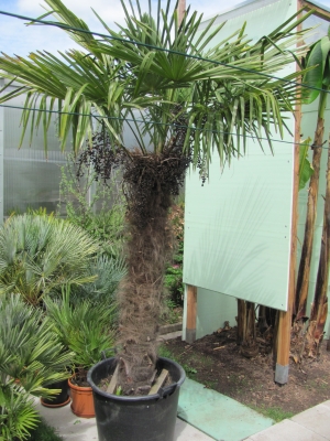Trachycarpus fortunei- Hanfpalme winterhart