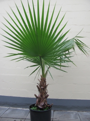 Washingtonia filibusta.
