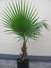 Washingtonia filibusta.