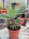 Trachycarpus prinzeps, die Echte weiße Schönheit.